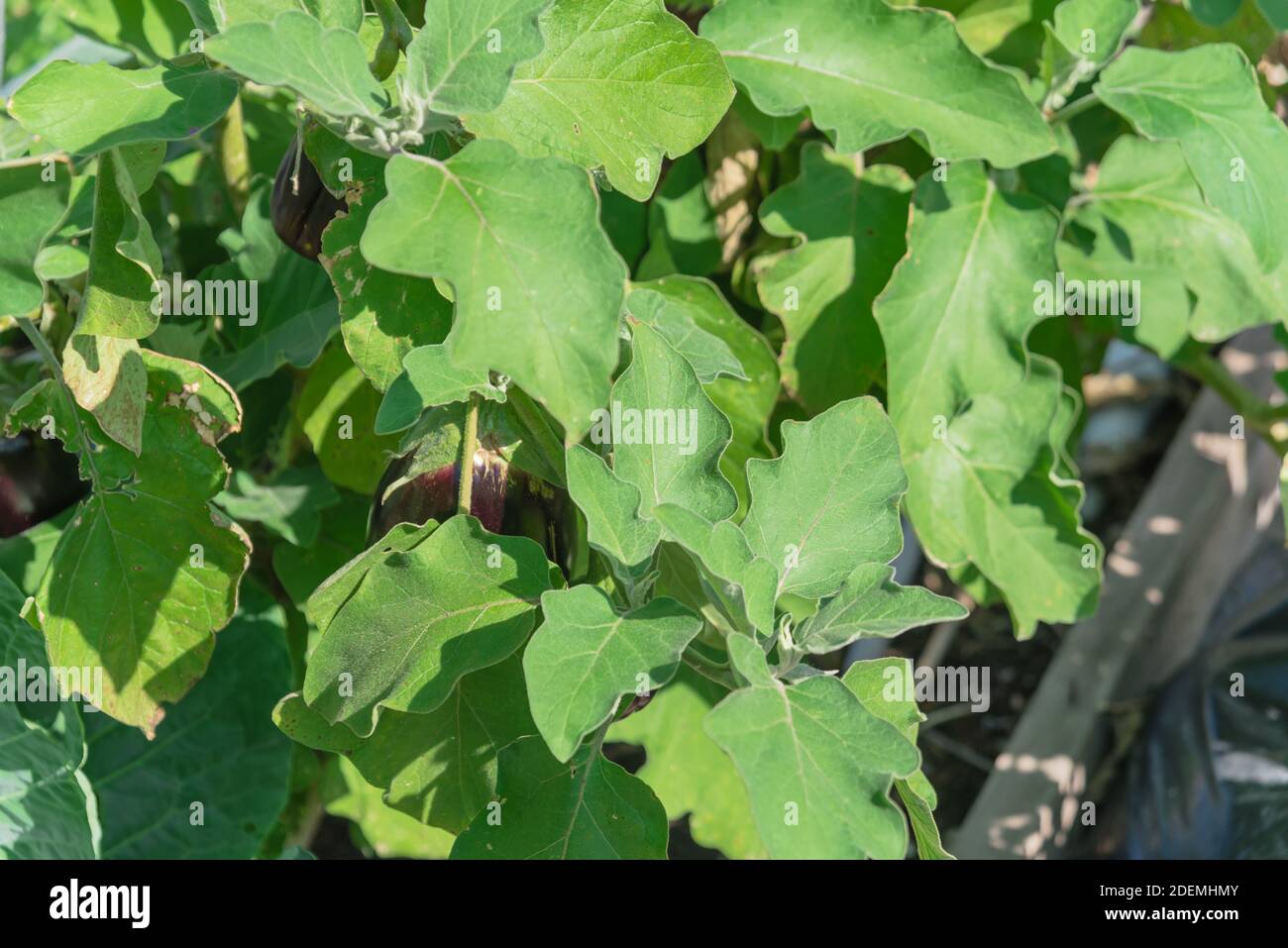Raised garden bed with load of big black beauty eggplants ready to