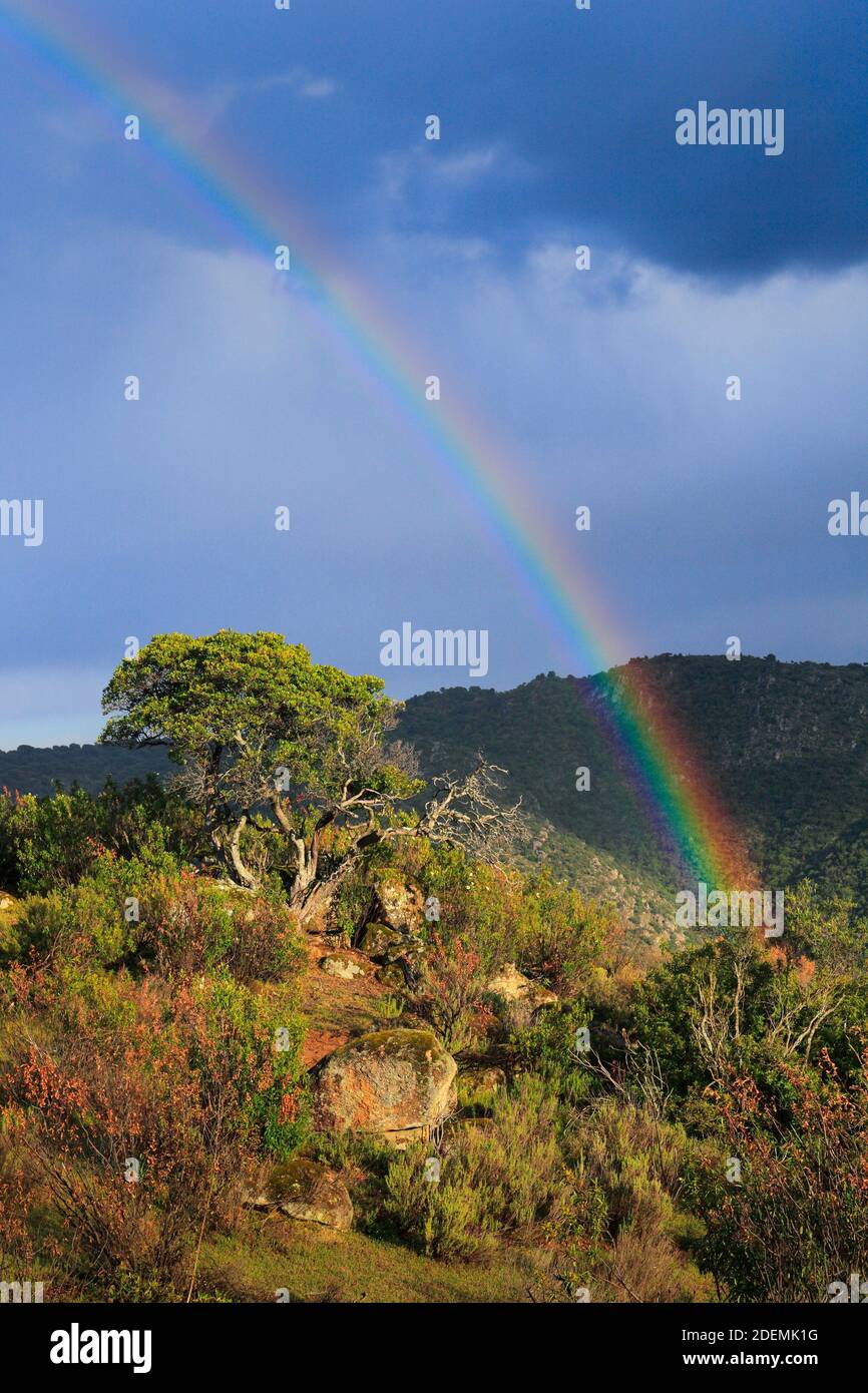 geography / travel, Spain, typical landscape in the national park Sierra de Andújar, province Jaén, An, Additional-Rights-Clearance-Info-Not-Available Stock Photo