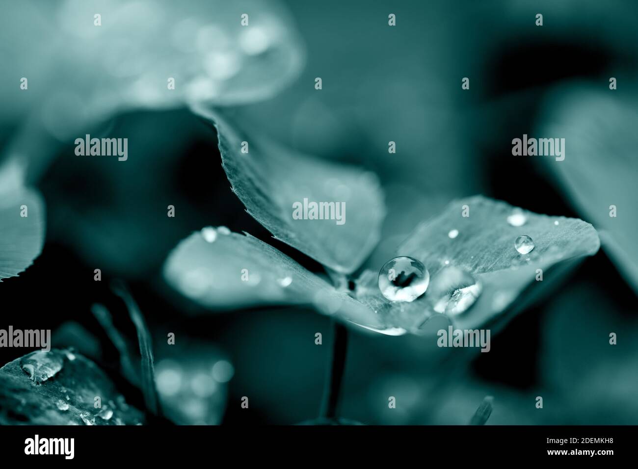 Four Leaf Clover Leaves With Dew Drops Transparent Water Drop On Leaf Stock Photo Alamy