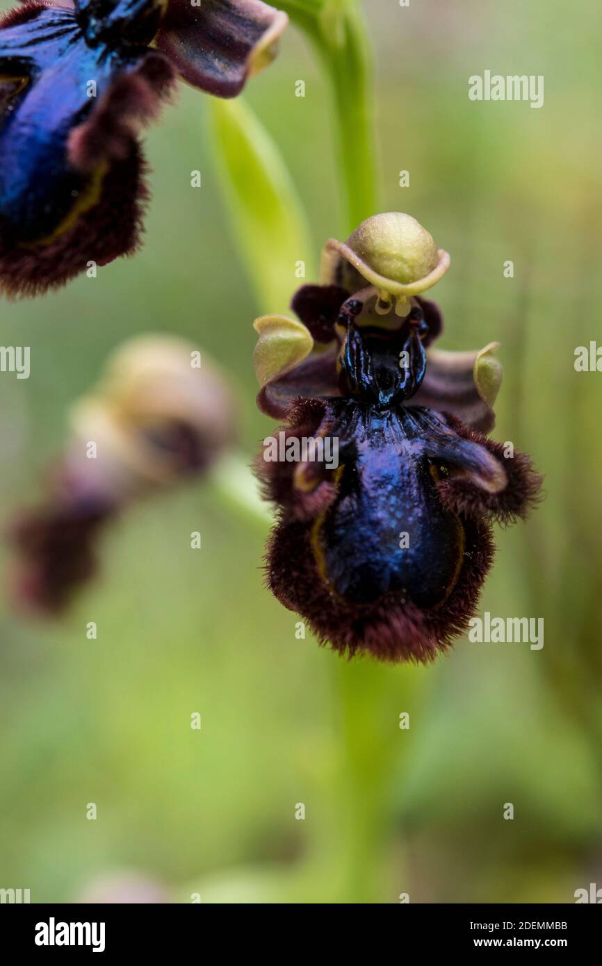 Ophrys speculum or mirror orchid Stock Photo