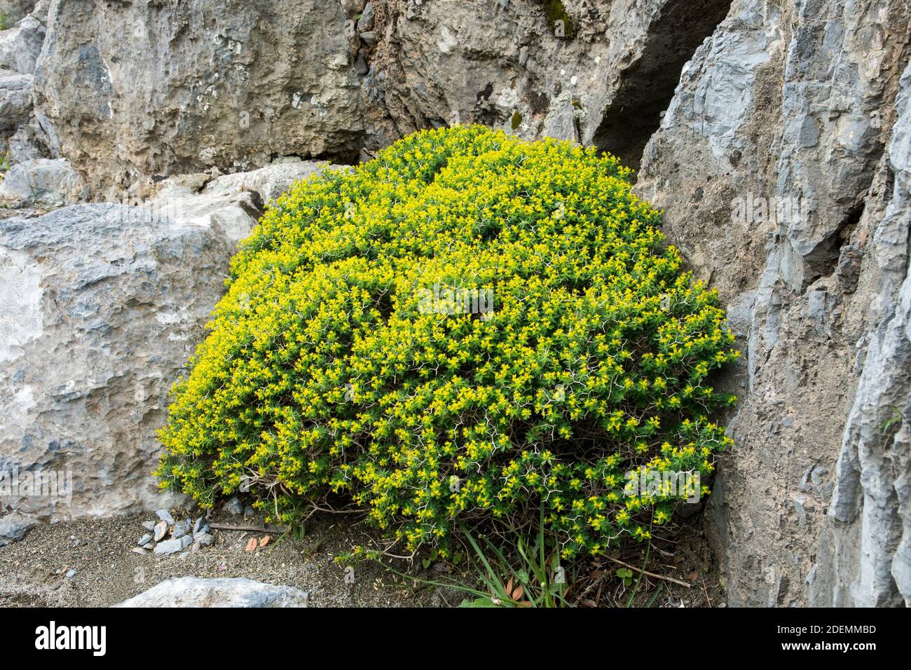 Euphorbia acanthothamnos Stock Photo