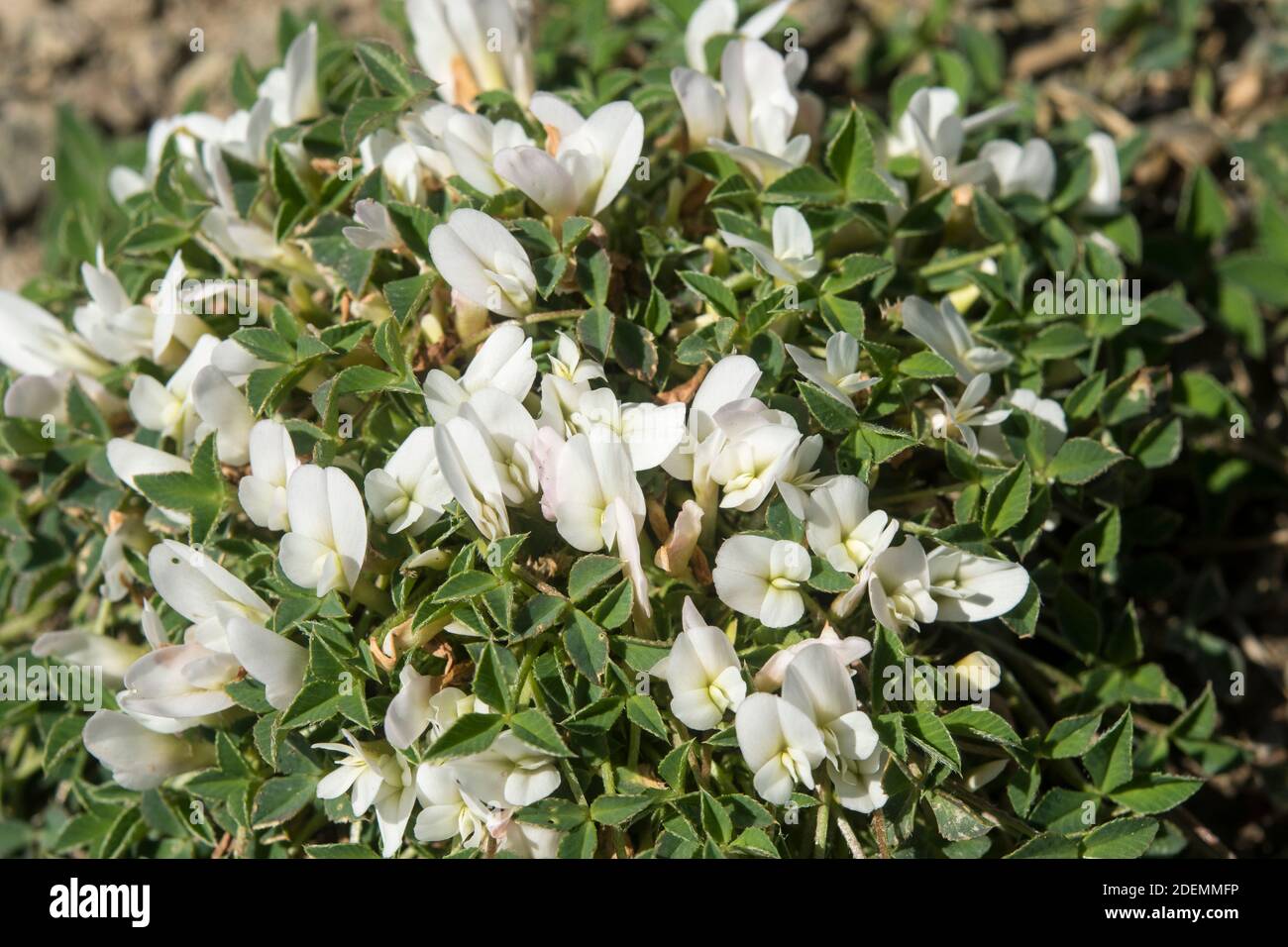 Trifolium uniflorum Stock Photo
