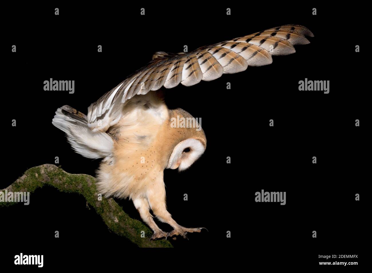 The wonderful Barn owl lands on branch in the dark night (Tyto alba) Stock Photo