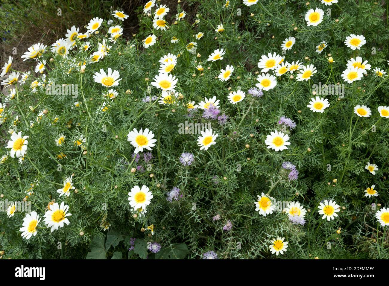 Glebionis segetum or Chrysanthemum segetum Stock Photo