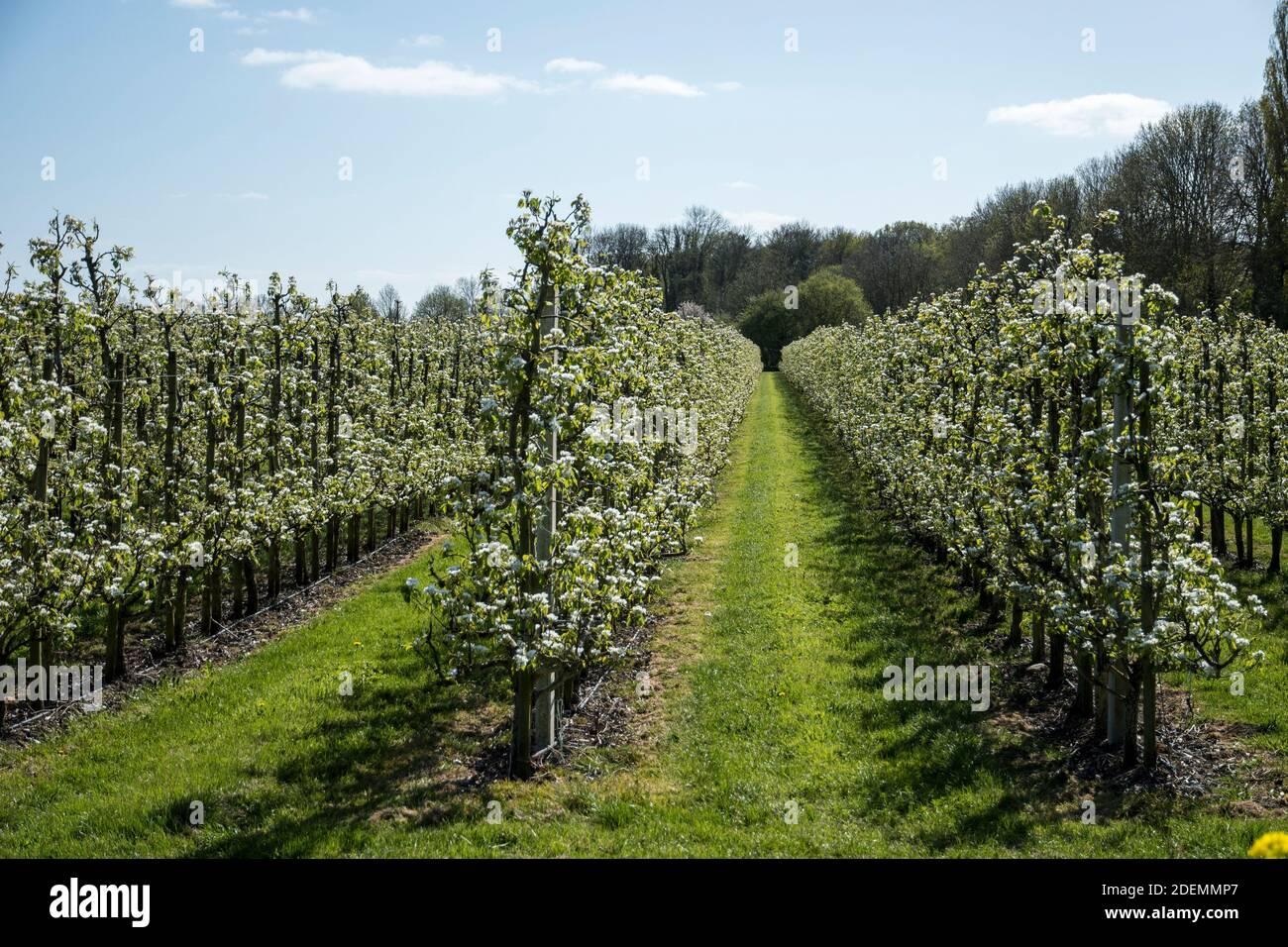 Flowering Pyrus  communis Stock Photo