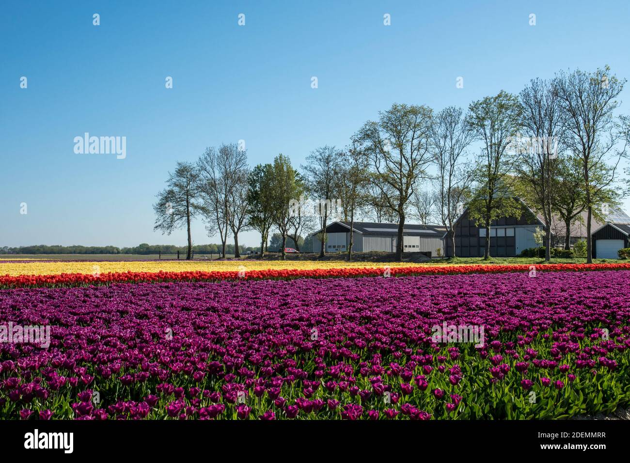 Bulb fields in the Noordoost polder in the Netherlands Stock Photo