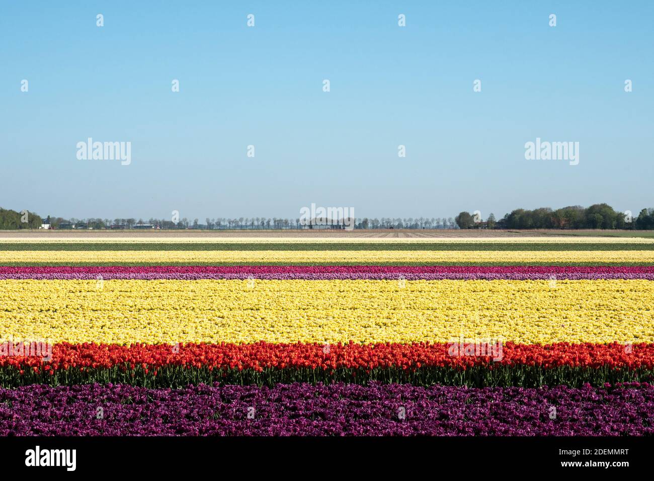 Bulb fields in the Noordoost polder in the Netherlands Stock Photo