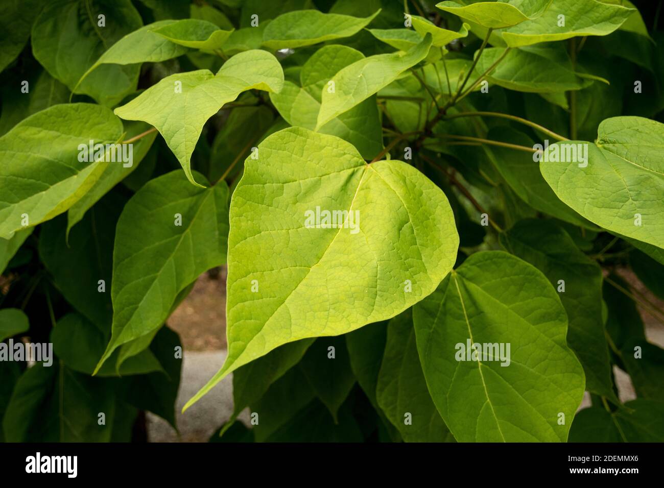 Leaves of Catalpa speciosa Stock Photo