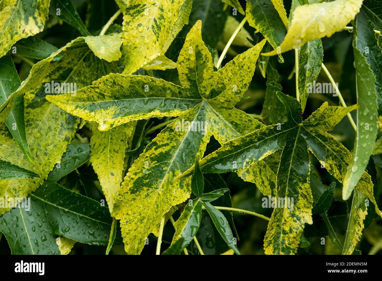 Leaves of Liquidambar styraciflua 'Aurea' Stock Photo