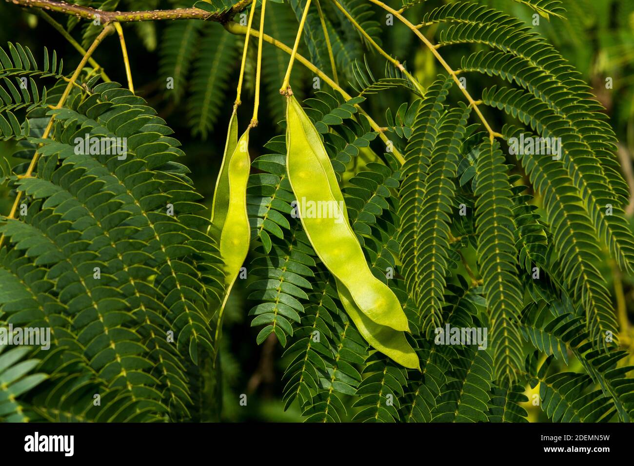 Seedpods of Albizia julibrissin Stock Photo
