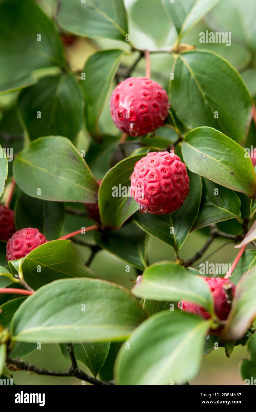 Fruits of Cornus kousa 'Satomi' Stock Photo