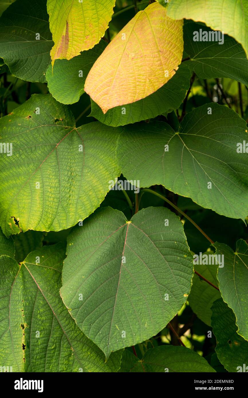 leaves of Alchornea davidii Stock Photo
