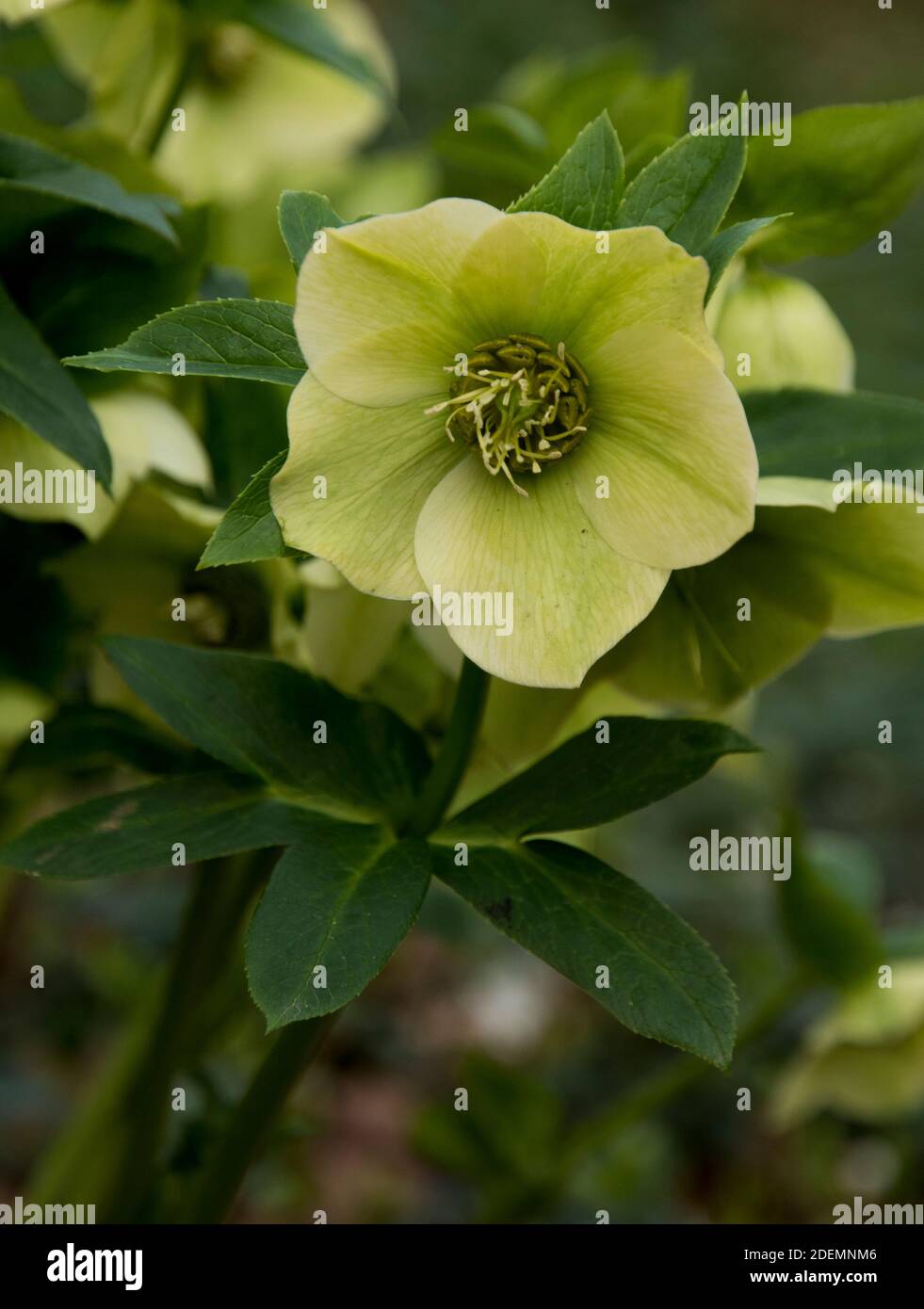 Helleborus orientalis Stock Photo