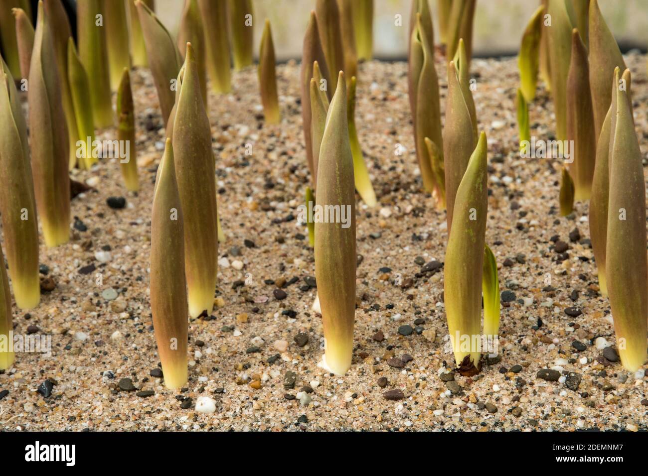 Young sprouts of tulips Stock Photo