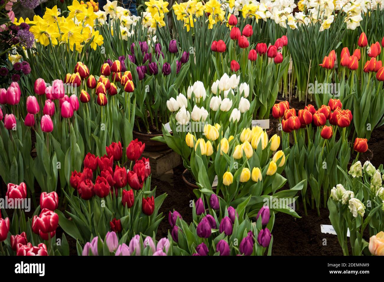 Tulips at an exhibition in Lisse Stock Photo