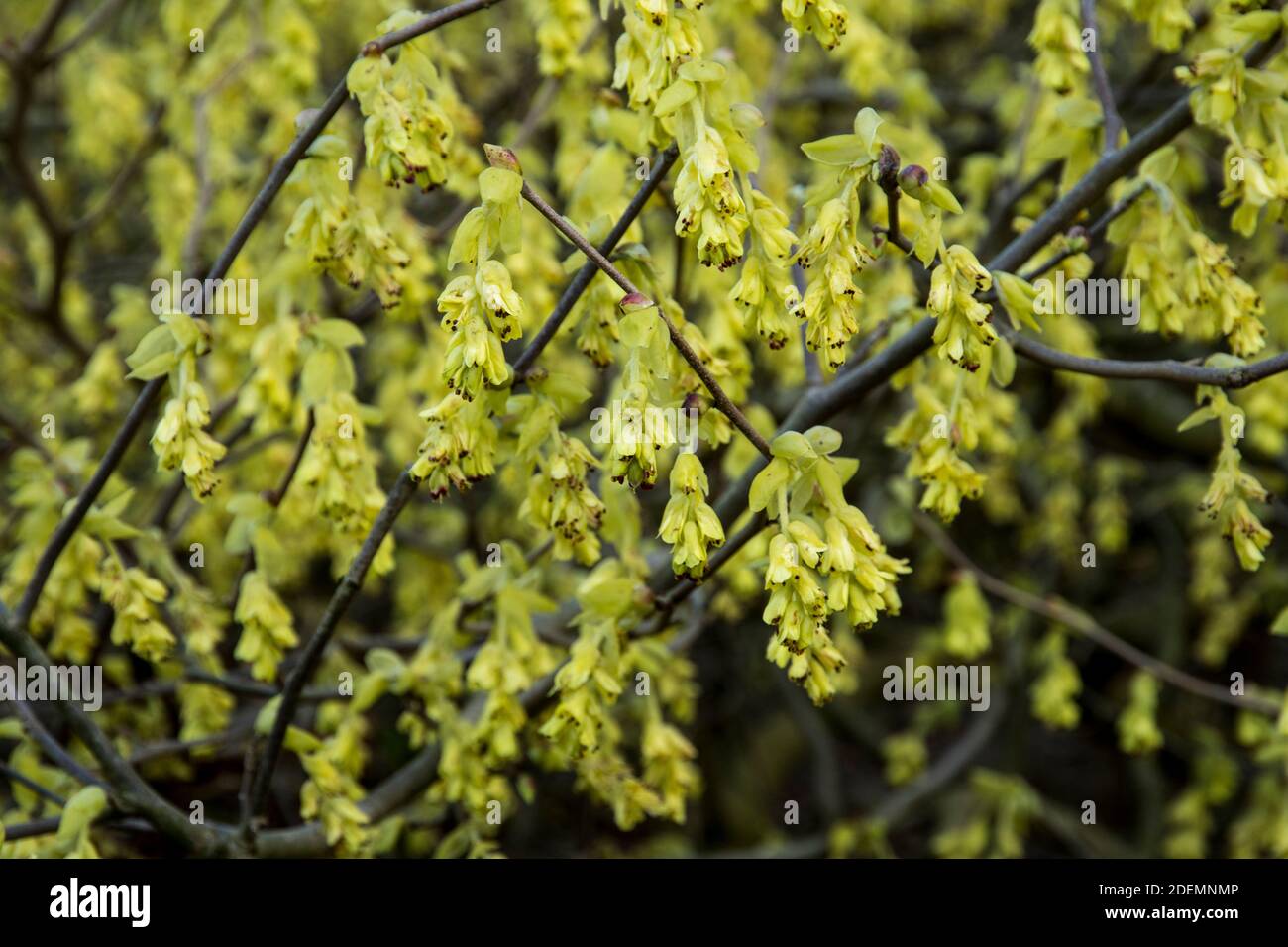 Corylopsis spicata Stock Photo