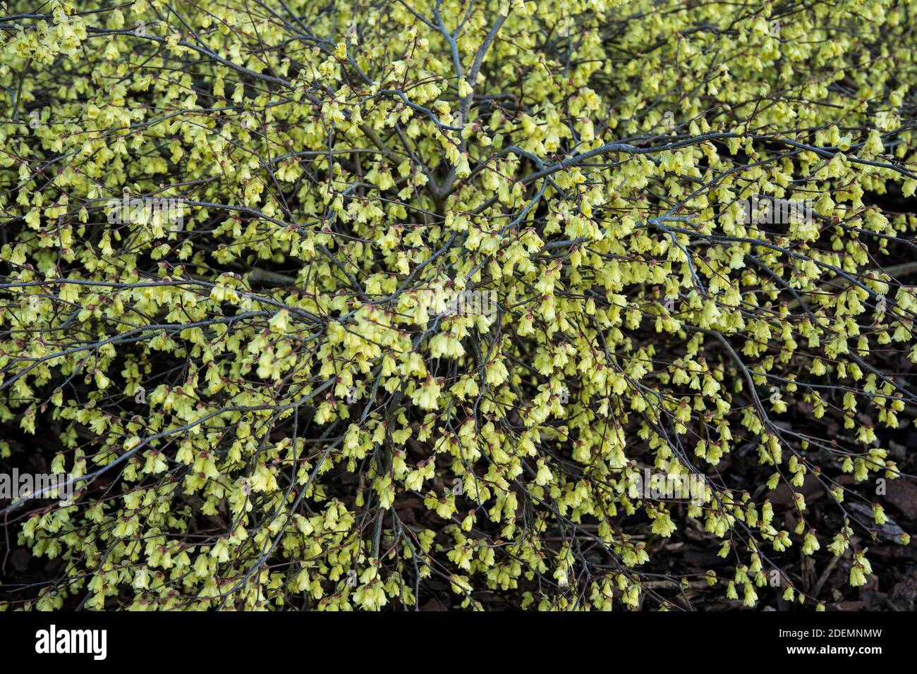 Corylopsis pauciflora Stock Photo