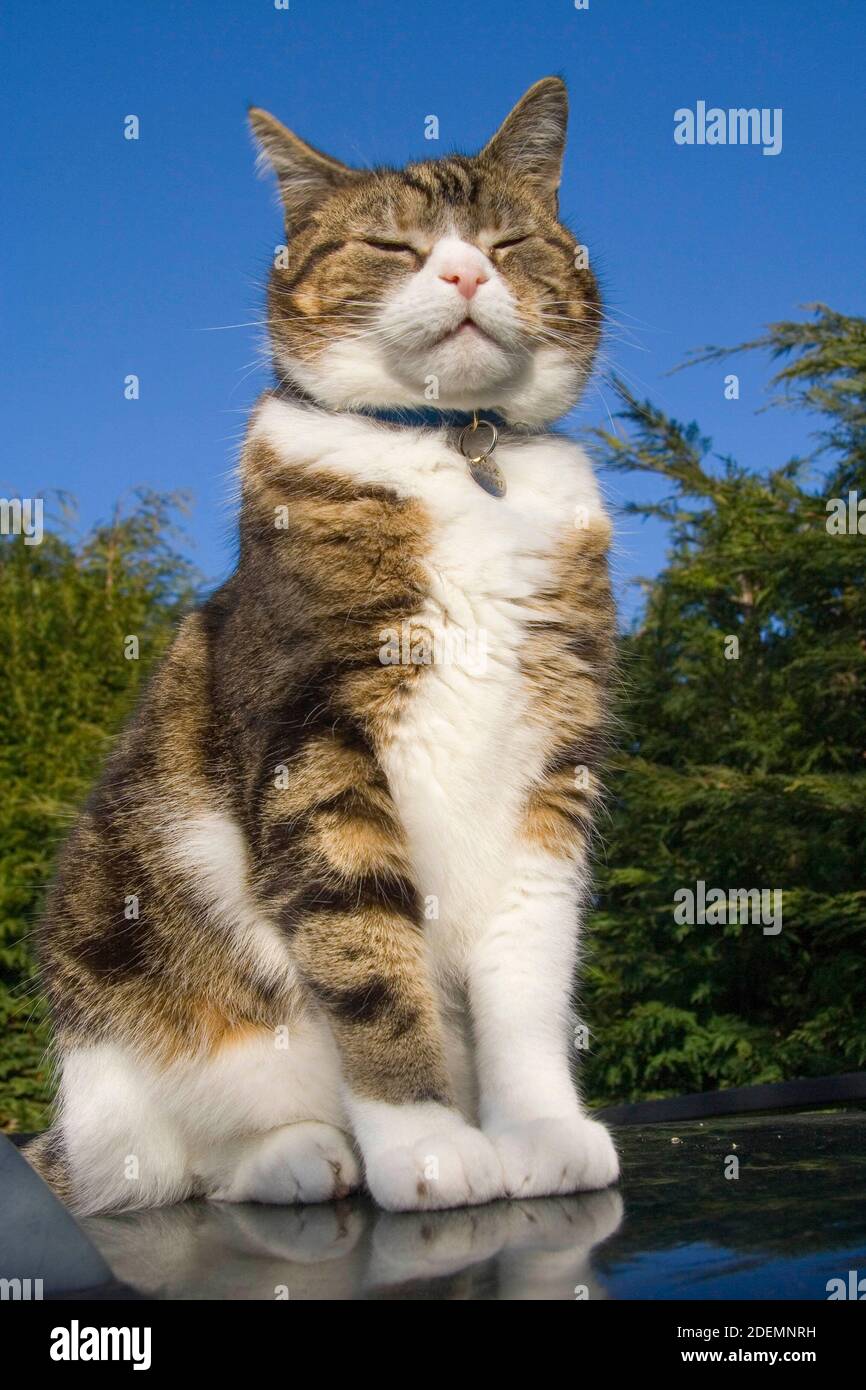 Tabby Kitten looking superior on top of roof in sunshine against blue sky Stock Photo