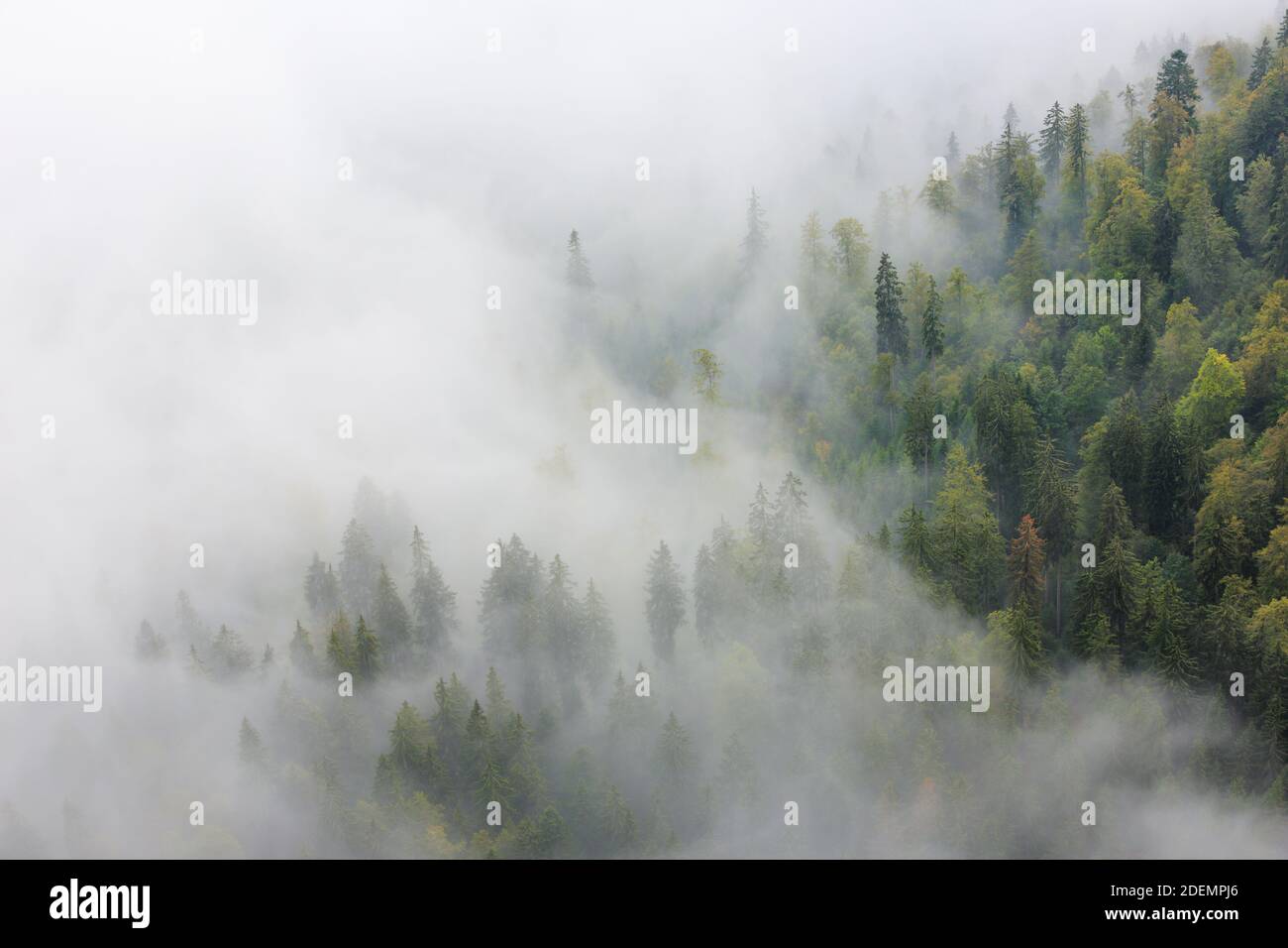 geography / travel, Switzerland, spruce forest in the fog, Neuenburg, Additional-Rights-Clearance-Info-Not-Available Stock Photo