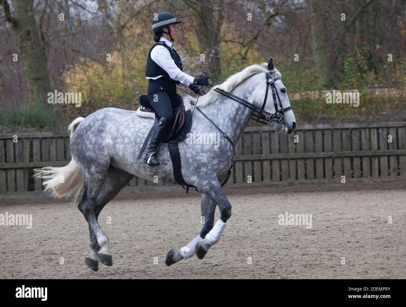 London, UK, 25 November 2020: Police officers from London's Metropolitan Police Force train with their horses in Hyde Park.  Anna Watson/Alamy Live News Stock Photo