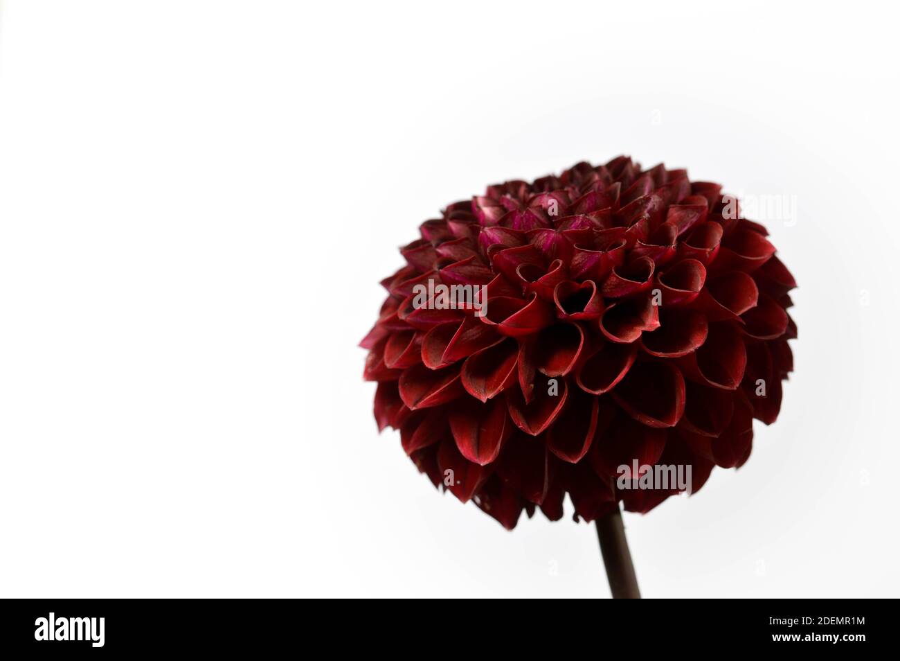 Dahlia red fox, dark red pompom dahlia, white background, flower head