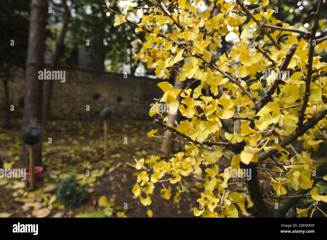 Ginkgo biloba gingko known hi-res stock photography and images - Alamy