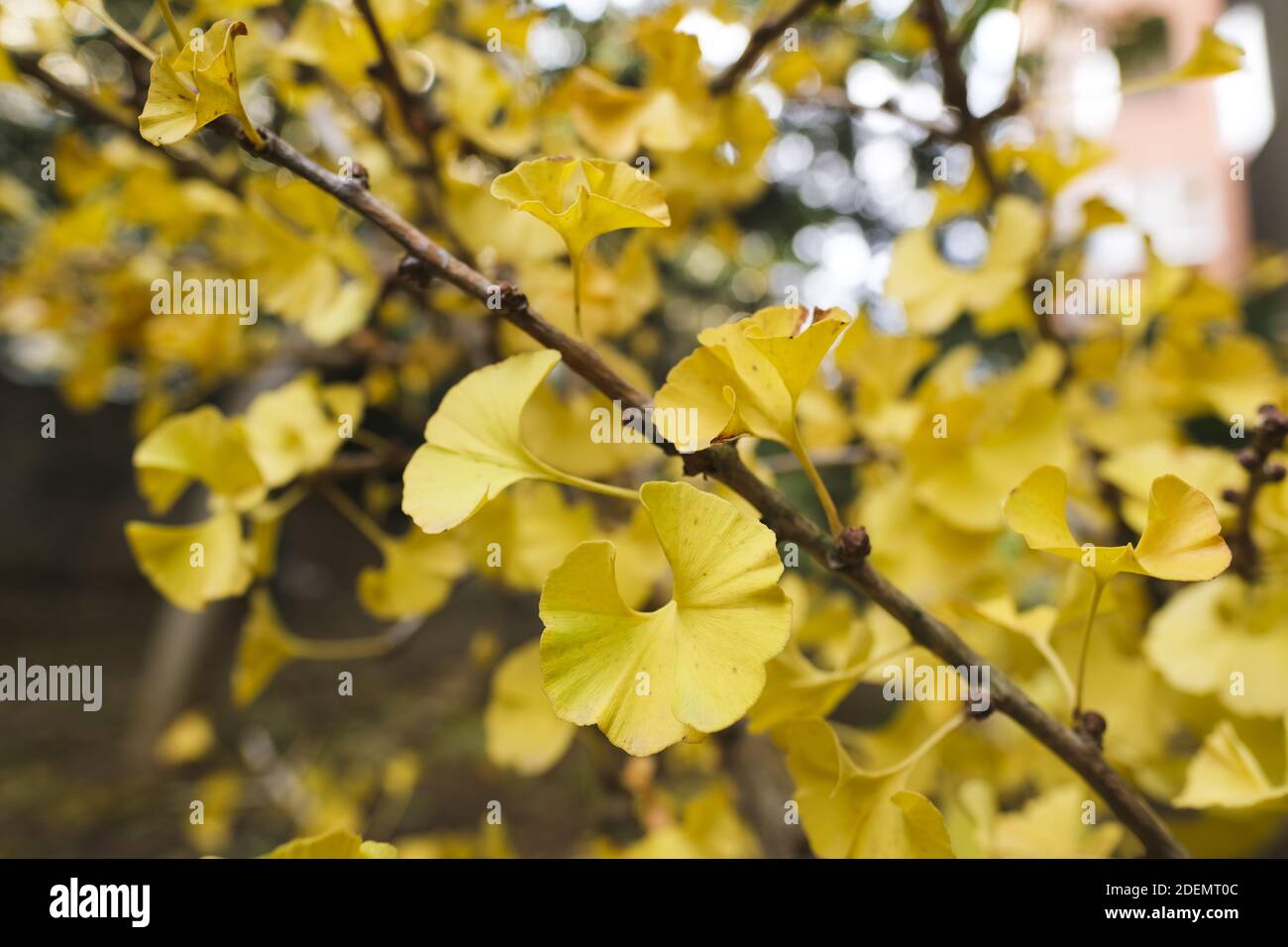 Yellow ginkgo biloba leaves in autumn time , also known as the ...