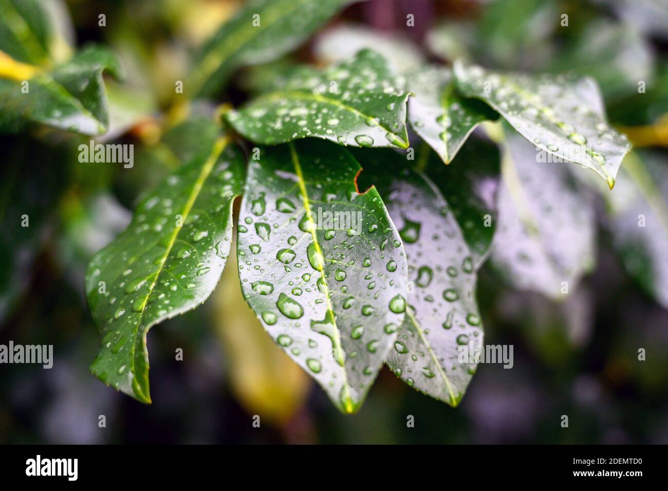 Green leaves with water drops in Kelsey Park, Beckenham, Kent, UK. Focus on the center of the near leaf and drops with soft focus to the edges. Stock Photo