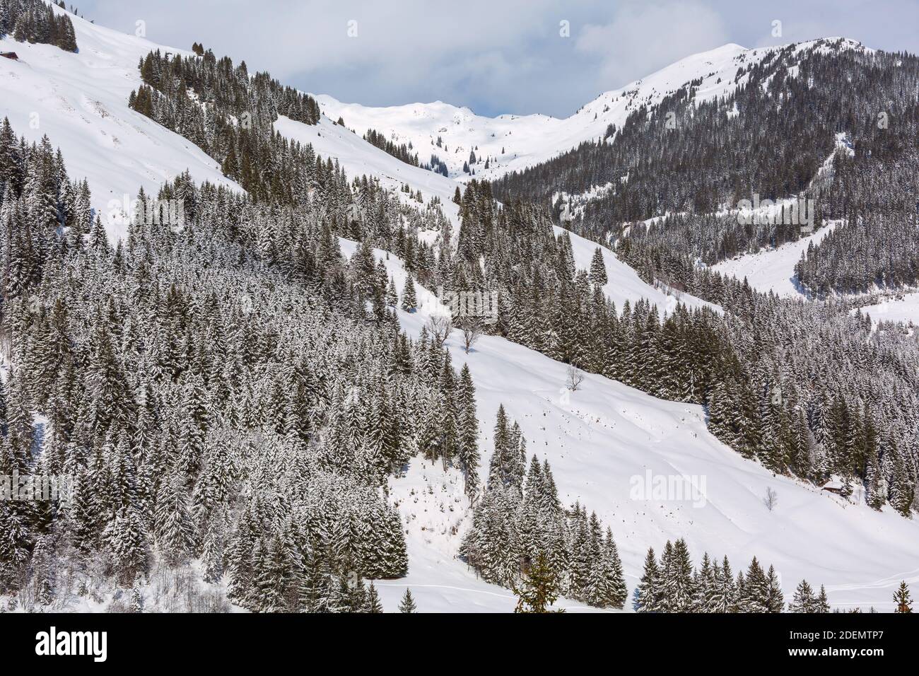 Panorama of winter snow landscape in Austrian Alps mountains and pine ...