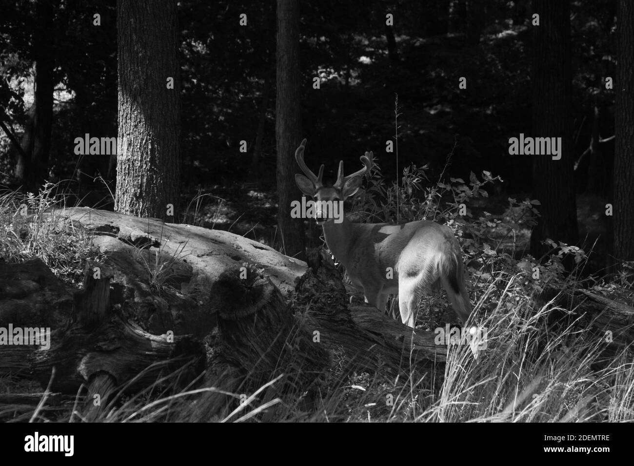 WOODLAND PARK, UNITED STATES - Sep 20, 2020: stag in the woods in summer b&w taking on 9/18/2020 Stock Photo