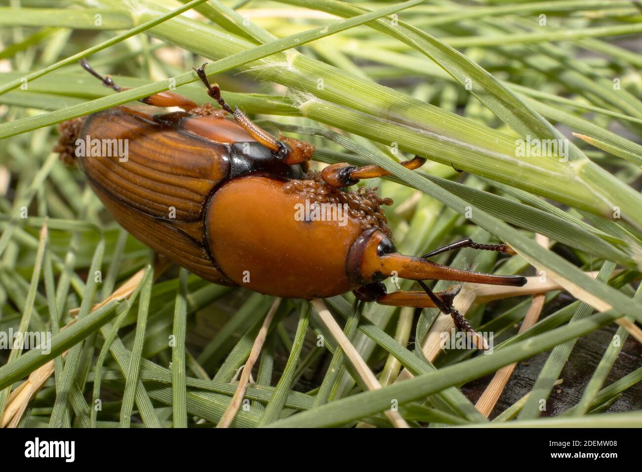 A Red-Palm Weevil with babies on the underside Stock Photo