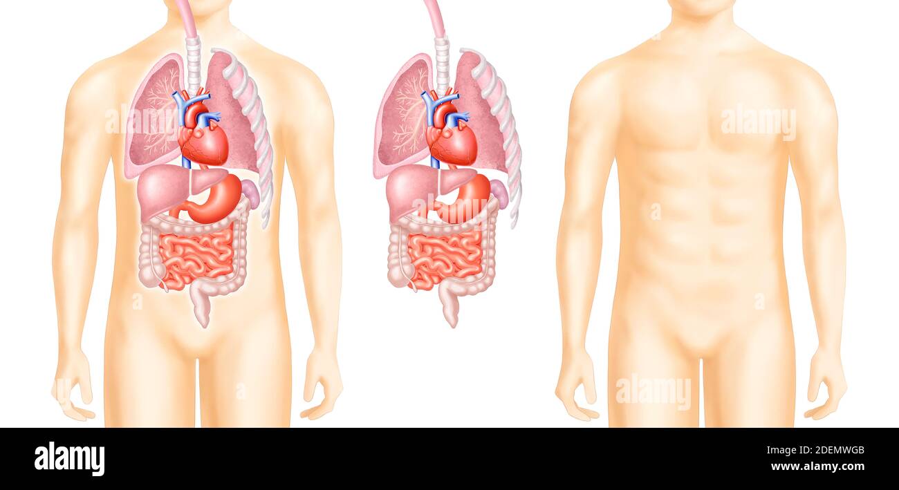 anatomical diagrams of internal organs Stock Photo