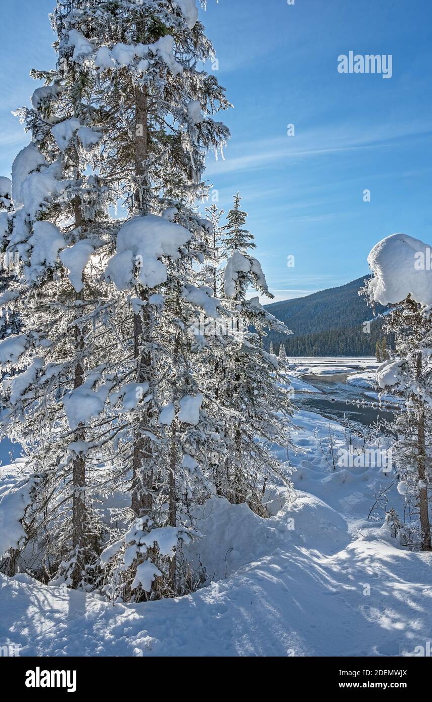 Backlit spruce trees with frost at Emerald Lake, Yoho National Park ...