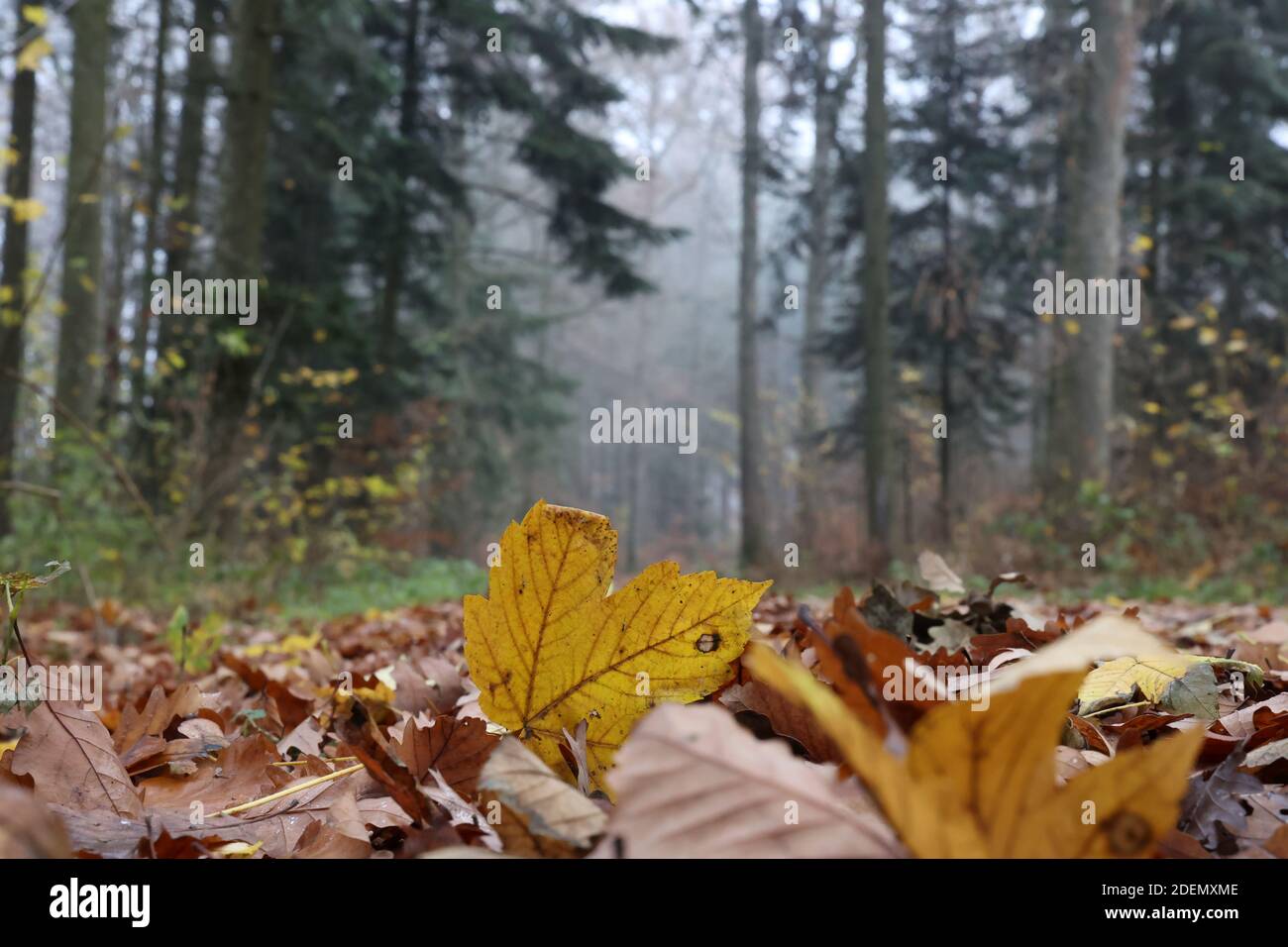 The fallen yellow leaves in the forest in autumn Stock Photo - Alamy