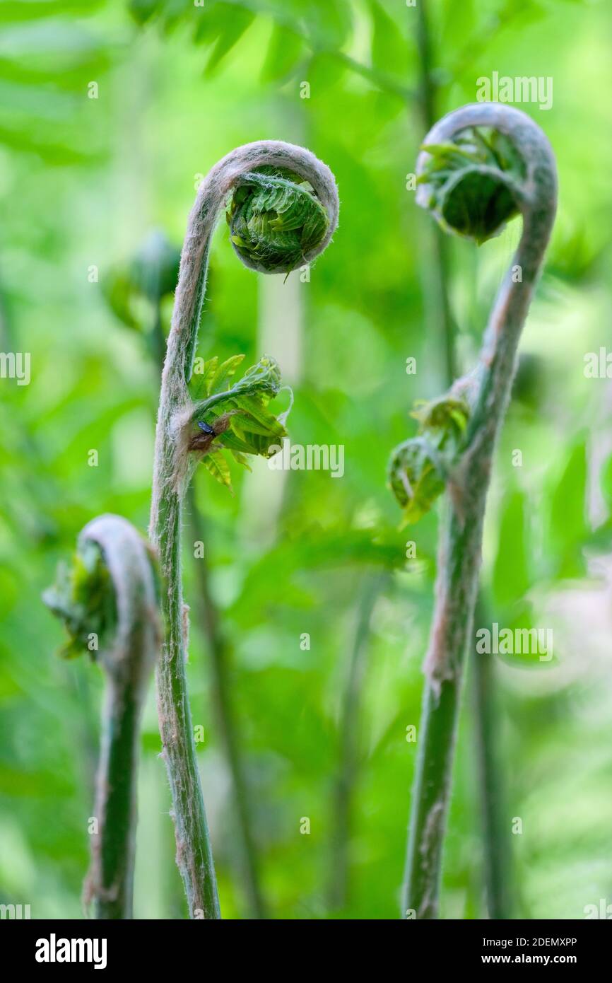 Unfurling fronds of Osmunda Regalis. Royal fern, early spring Stock Photo