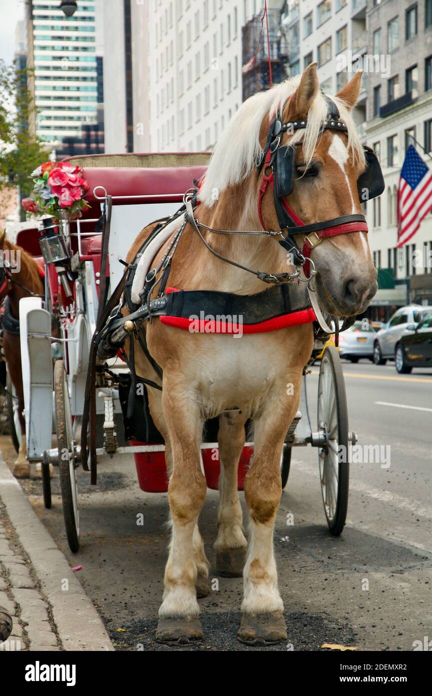 New York City Horse-Drawn Carriage Rides. New York, USA Stock Photo - Alamy