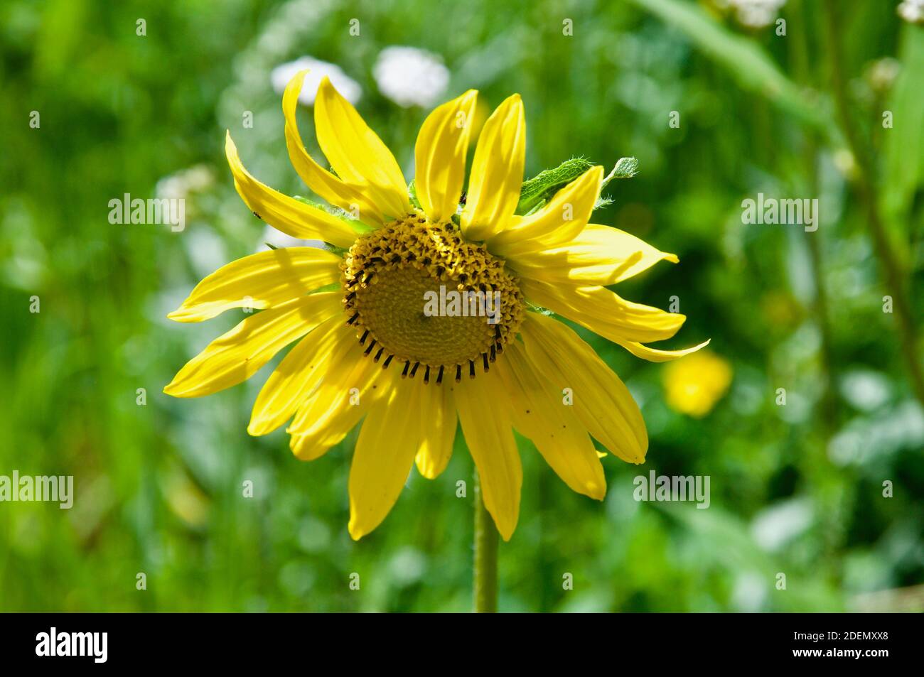 Yellow Sunflower Bush
