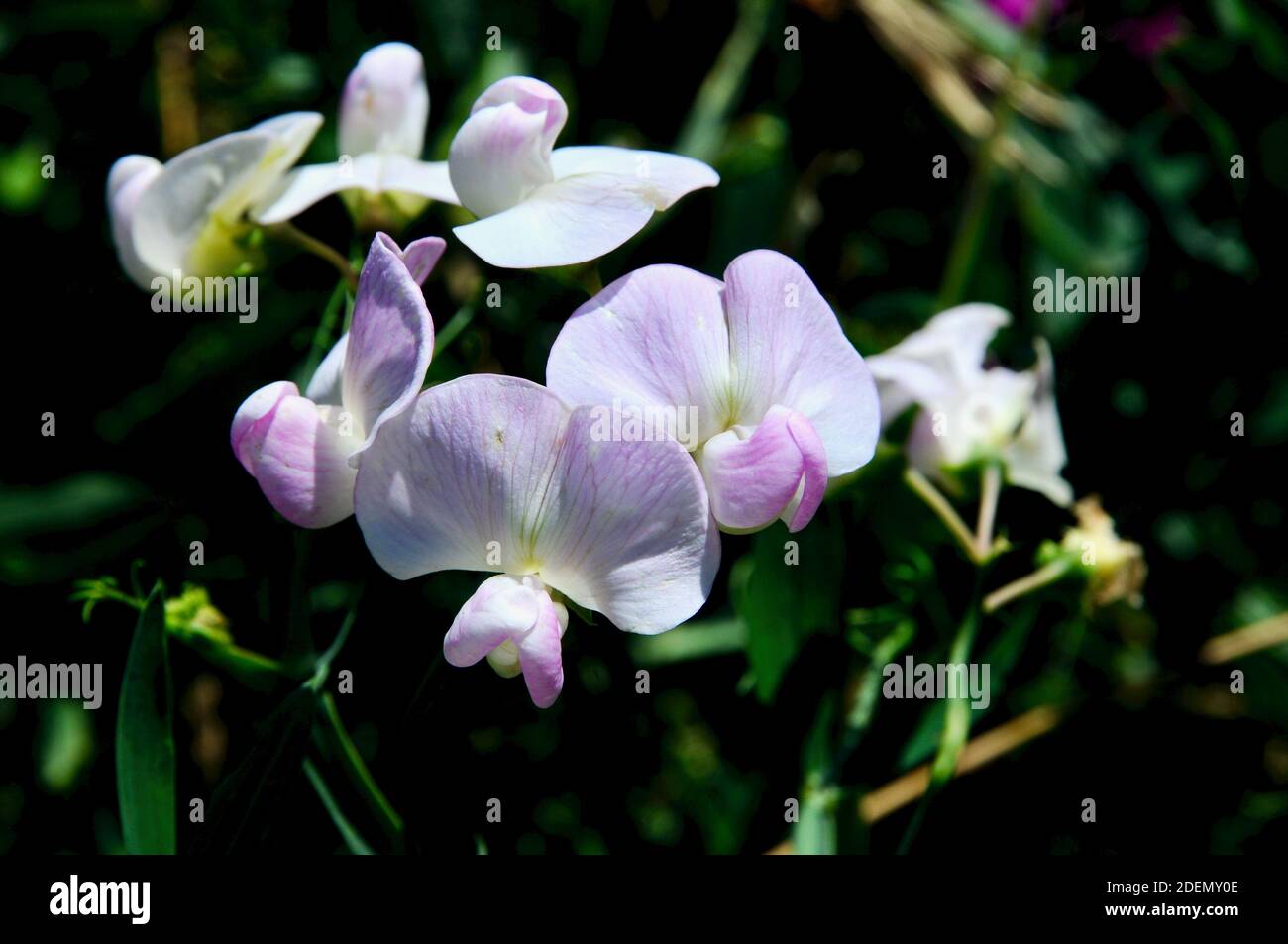 Lathyrus latifolius, Perennial Sweet Pea or Everlasting Pea is an old fashioned herbaceous perennial. Stock Photo