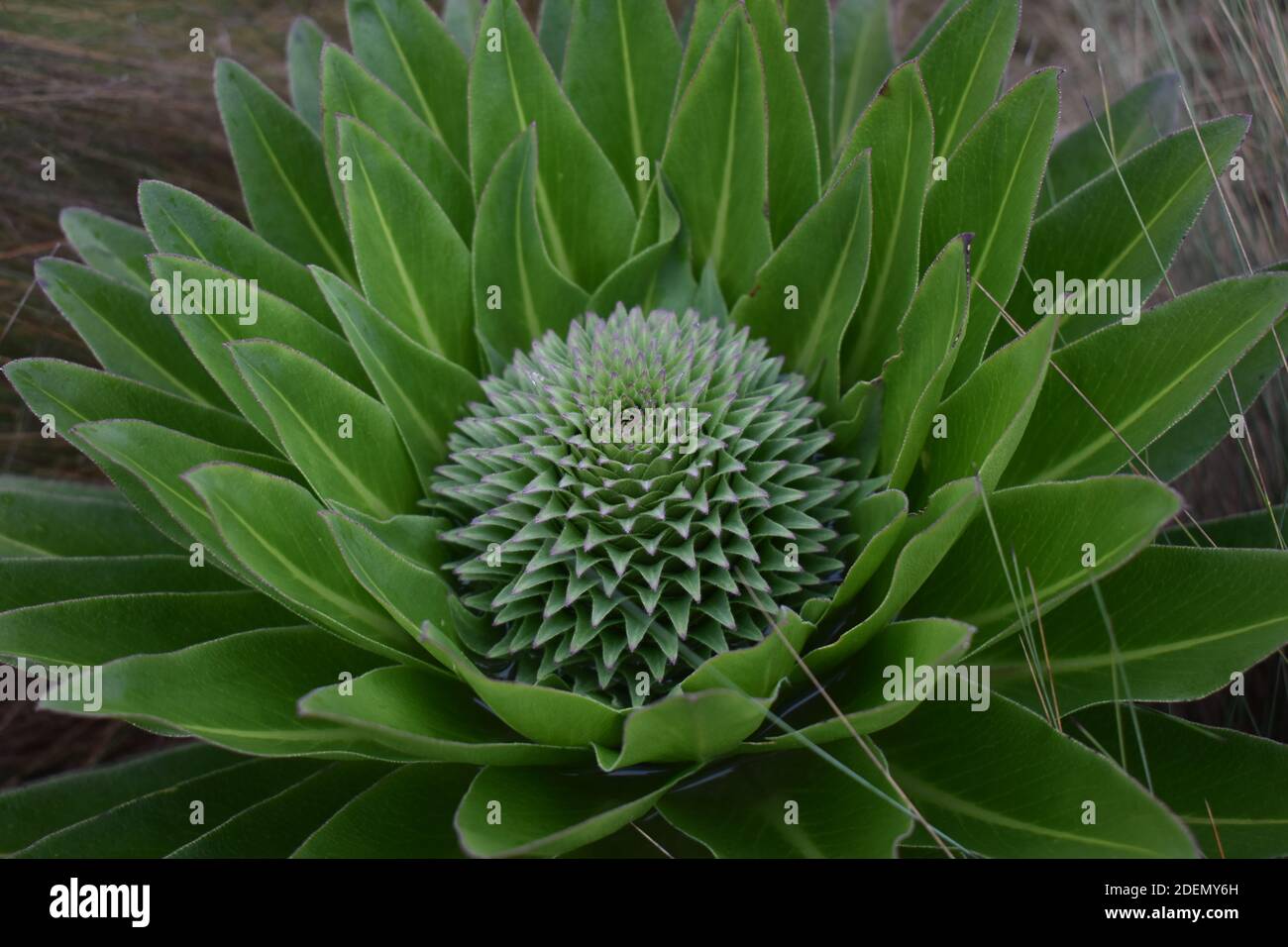 Gladiolus sp, photo taken in mt kenya Stock Photo
