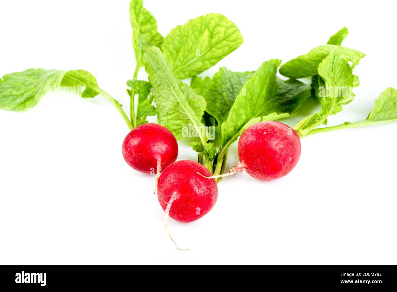 Fresh red radish isolated on white background. Stock Photo