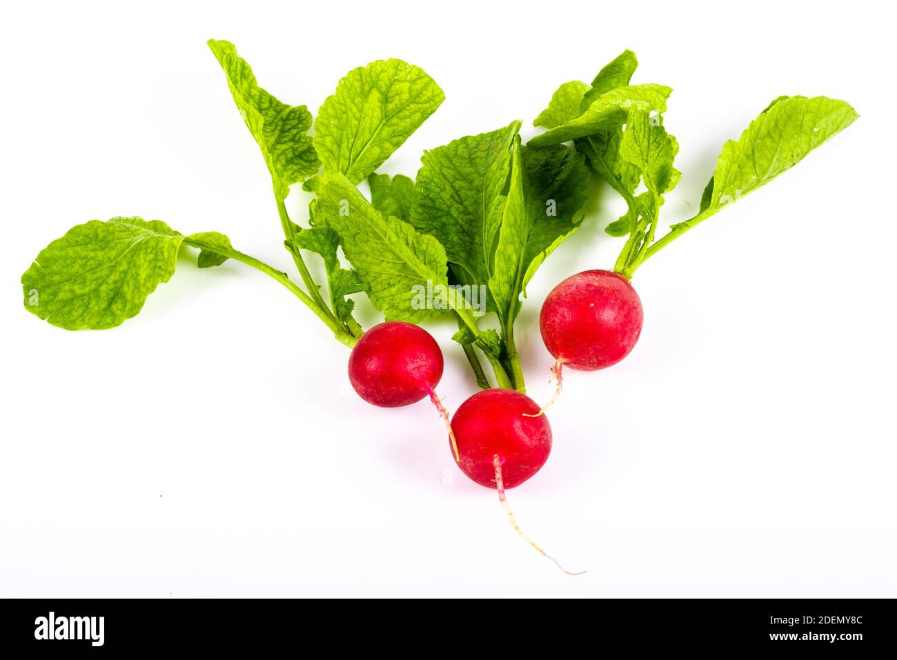 Fresh red radish isolated on white background Stock Photo Alamy