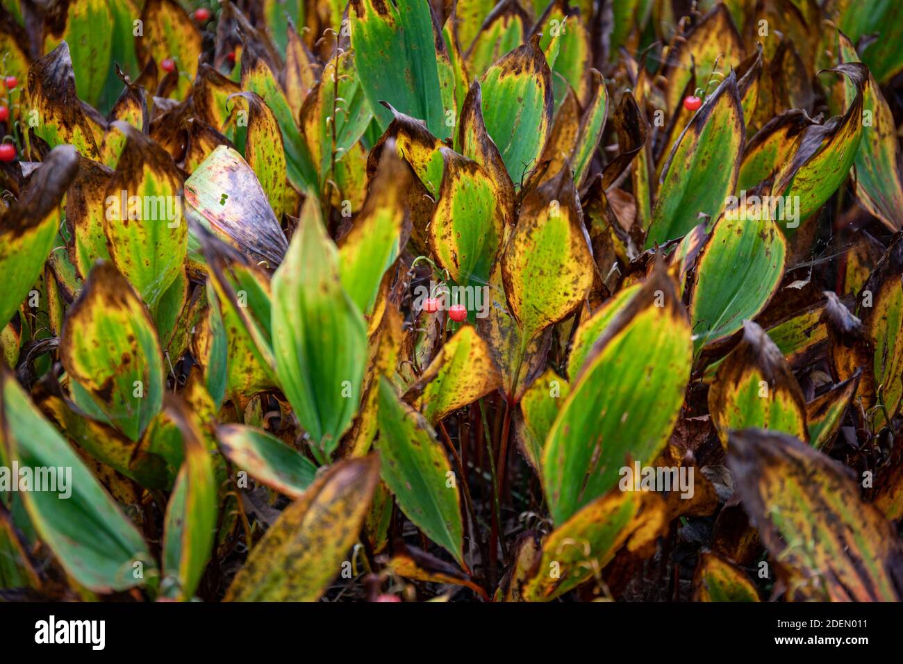Valley of tears hires stock photography and images Alamy