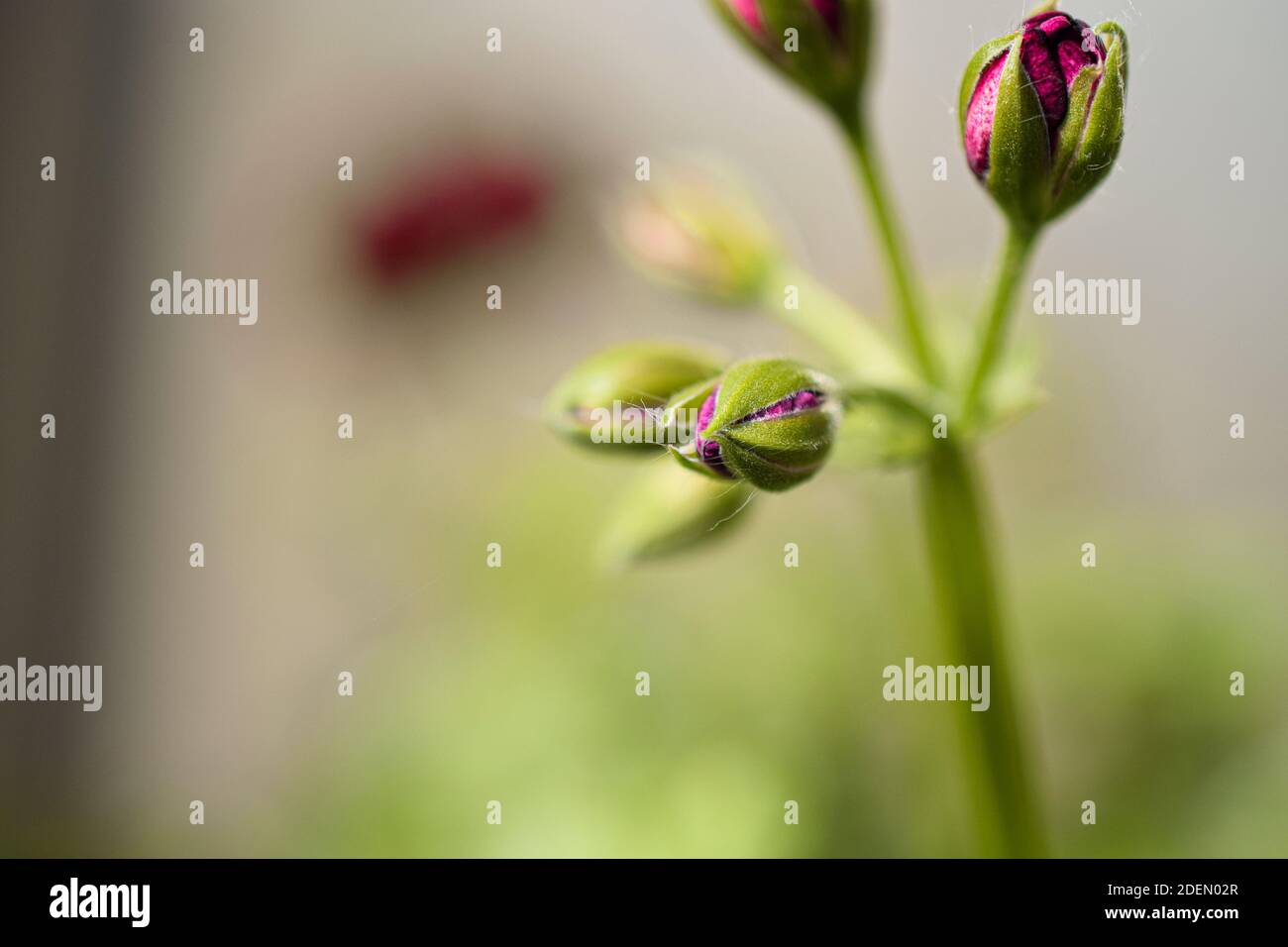 Wonderful rose about to rise Stock Photo - Alamy