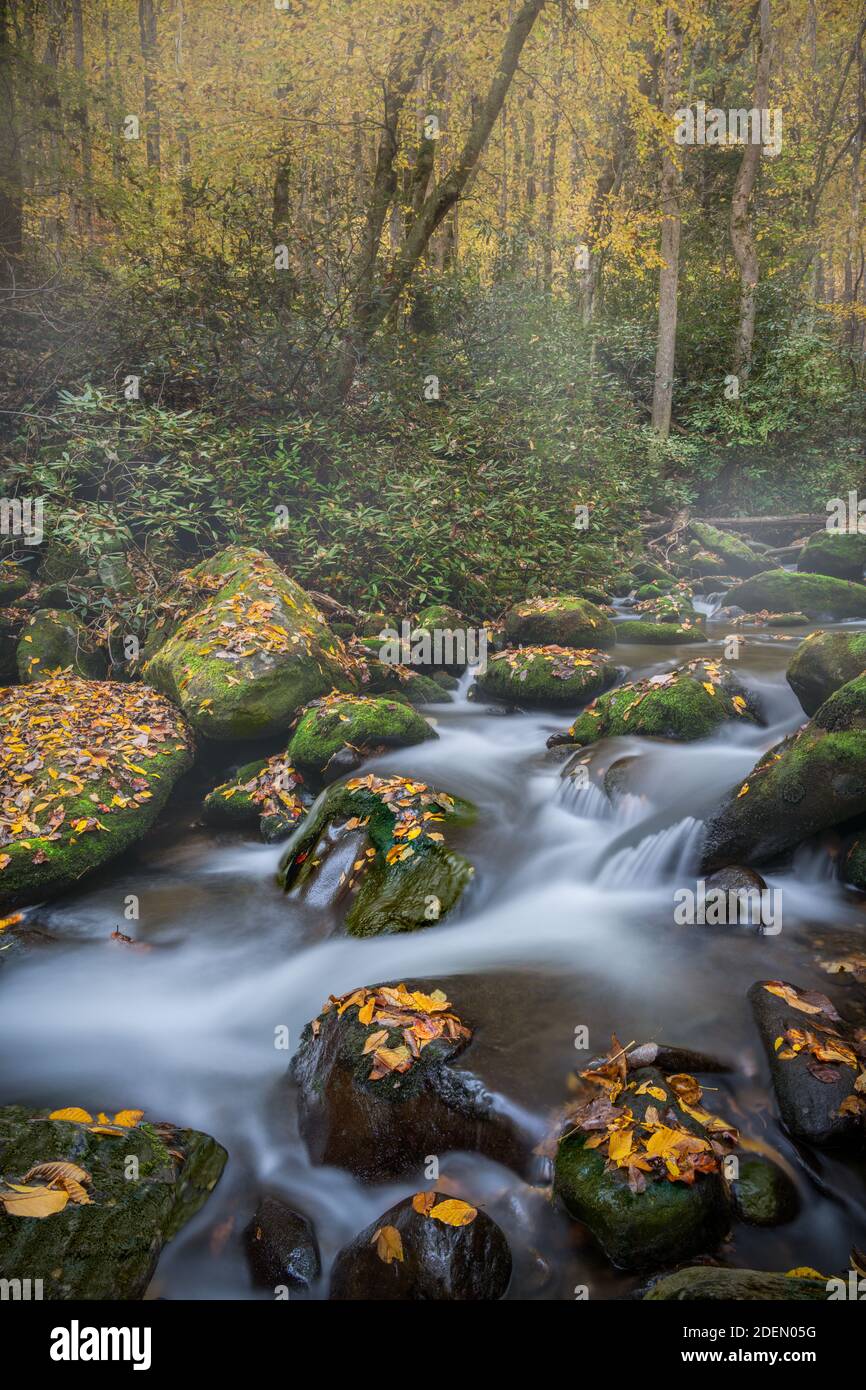 Gently Flowing Stream Coursing Through Fall Colors on a foggy Morning