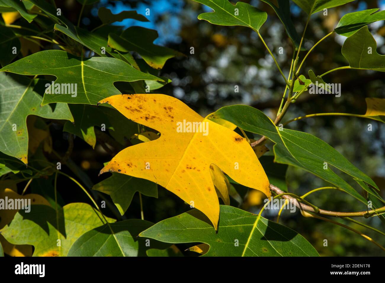Yellow leave of Liriodendron tulipifera Stock Photo