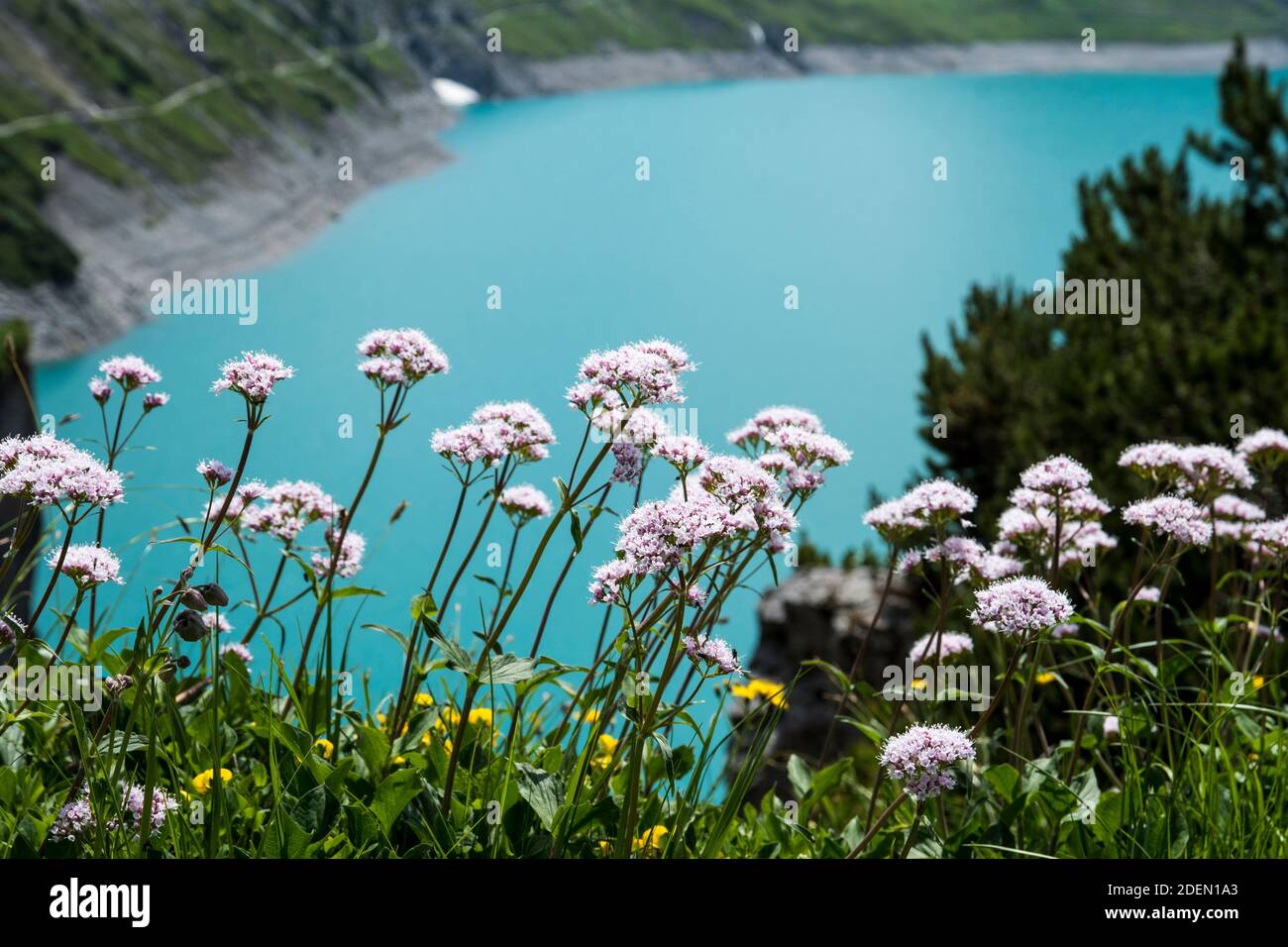 Alpine valerian hi-res stock photography and images - Alamy