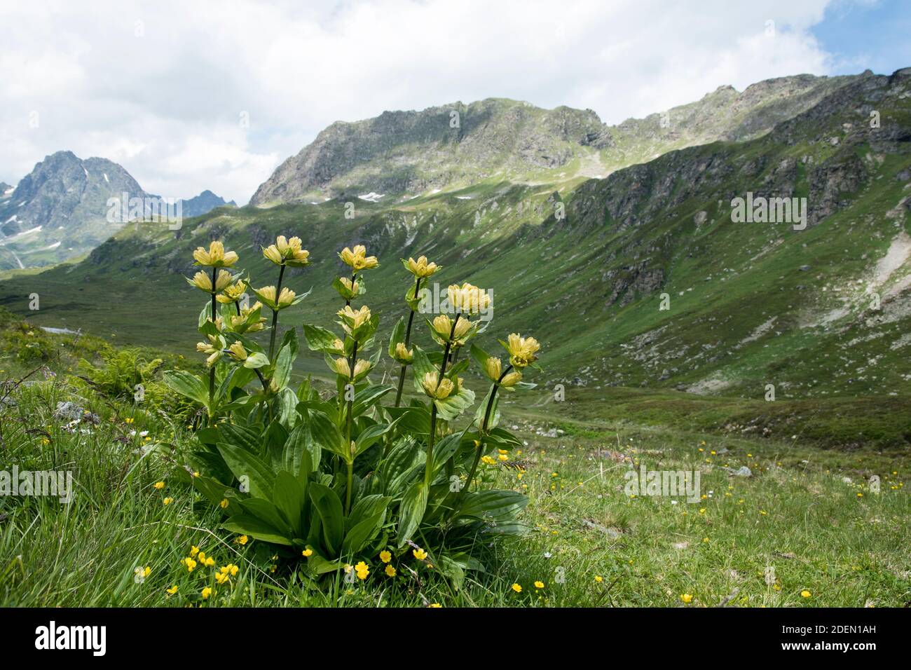 Gentiana punctata in the mountains in Vorarlberg Stock Photo