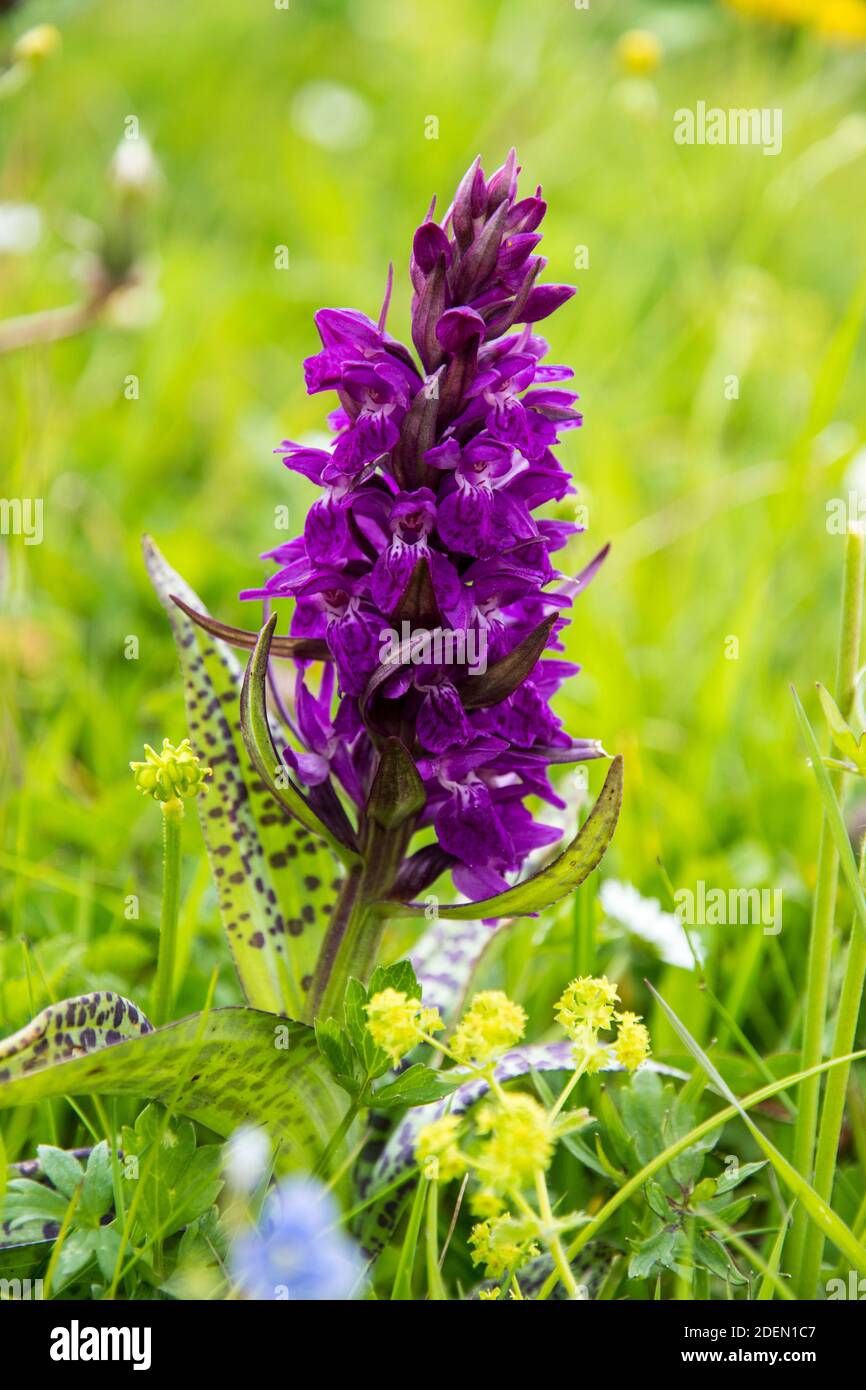 Orchis mascula Stock Photo