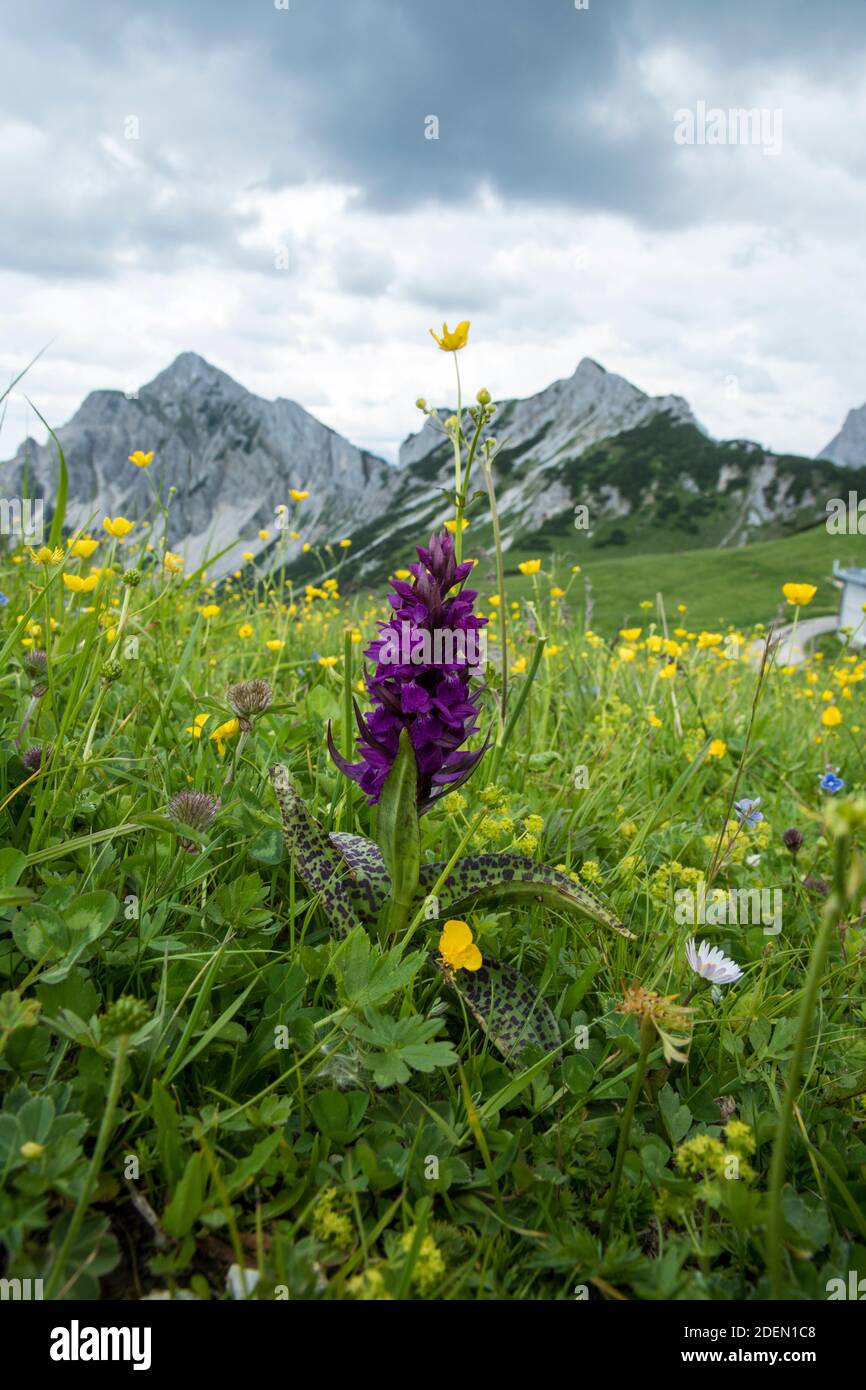 Orchis mascula in a mountain meadow Stock Photo