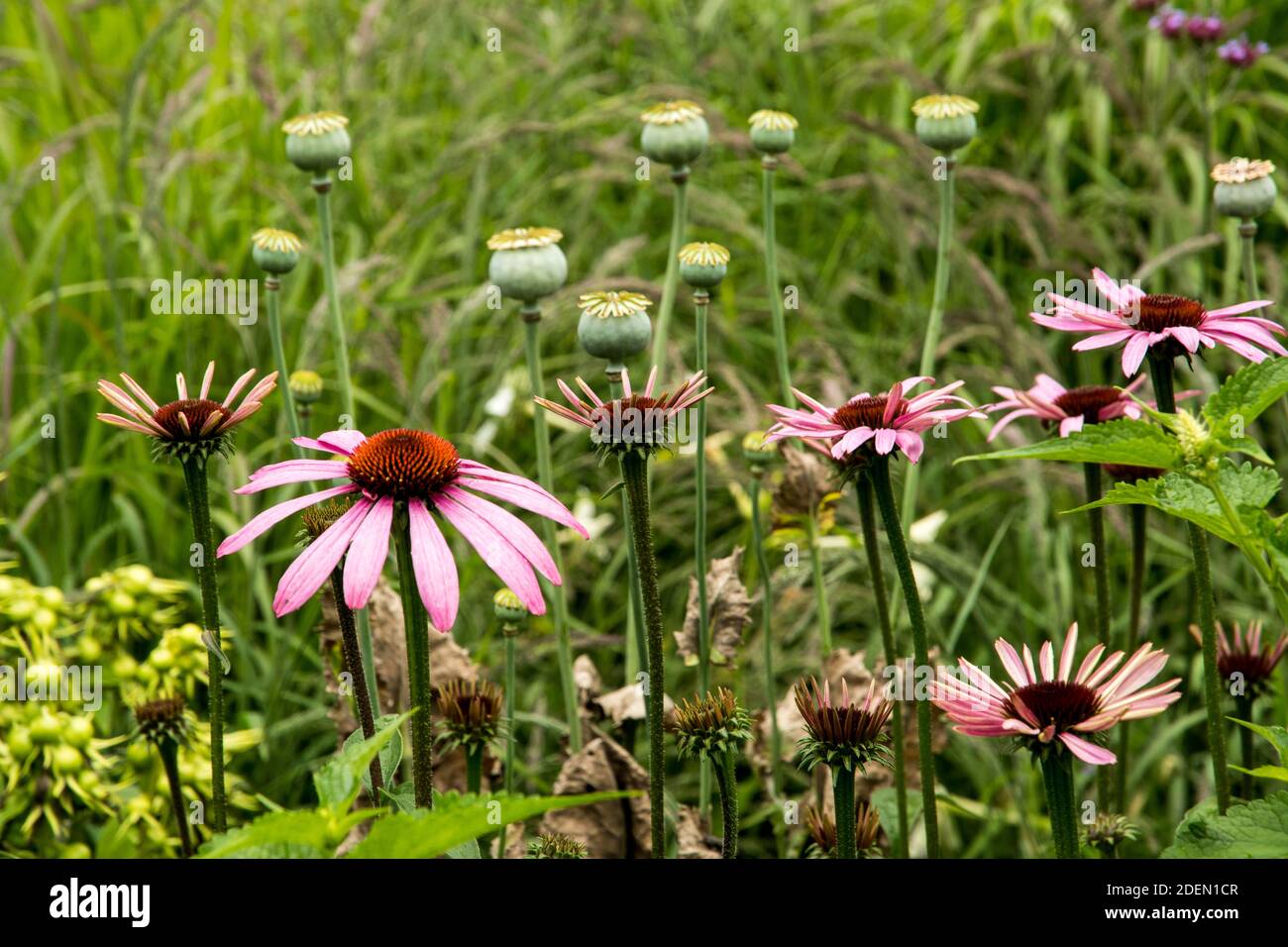 Echinacea purpurea and seed pods of Papaver somniferum Stock Photo